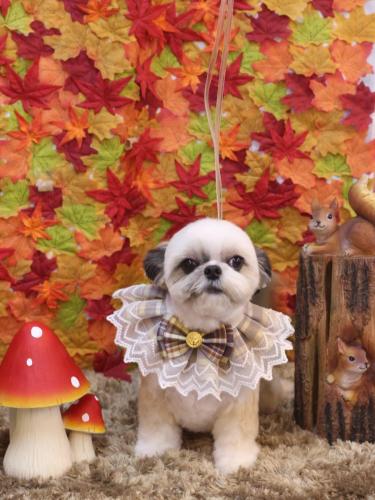 20241120こむぎちゃん